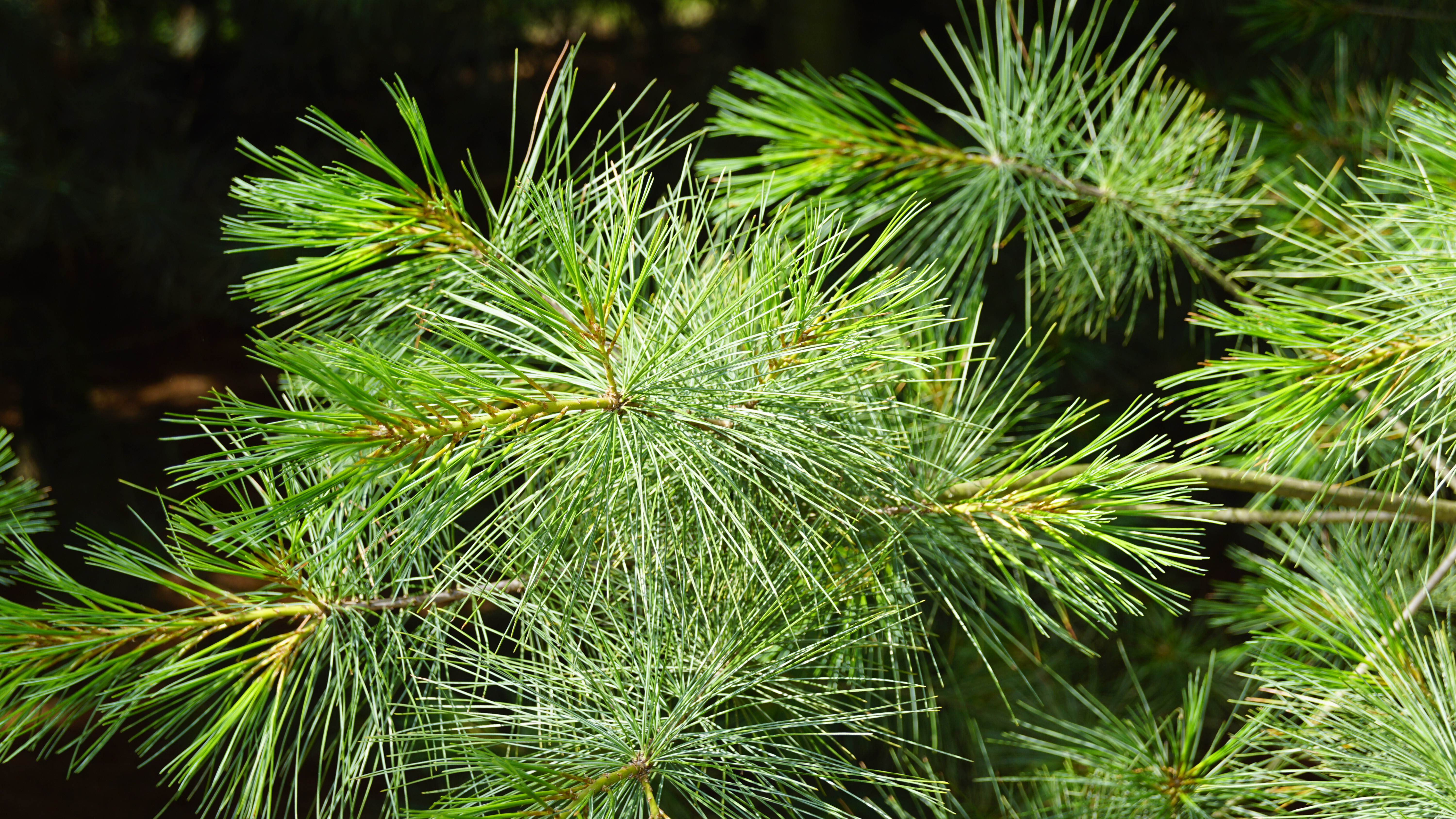 Pinus strobus (9)